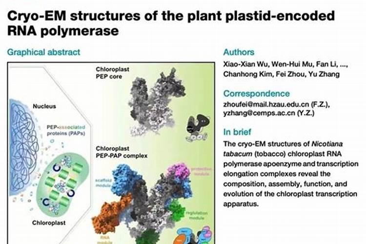 氮肥促进植物什么生长