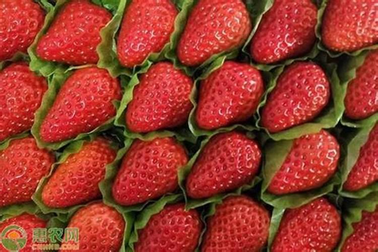 自家种植草莓应该用什么肥料,什么时候施肥好