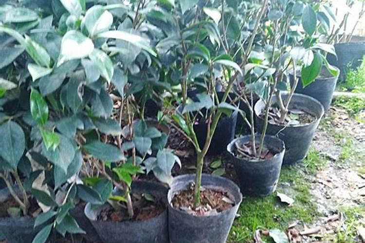 茶花施肥用什么肥料最好 用复合肥施肥长得快