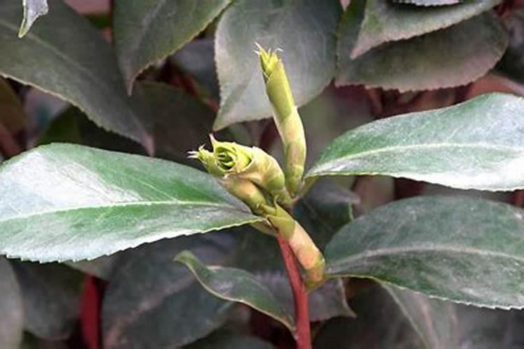 在十月份能不能给四季茶花施速效磷肥？