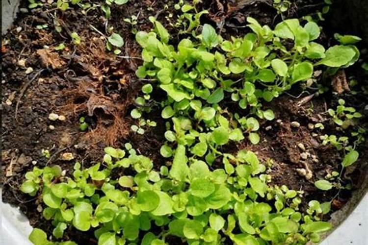 养花用什么肥最好最快