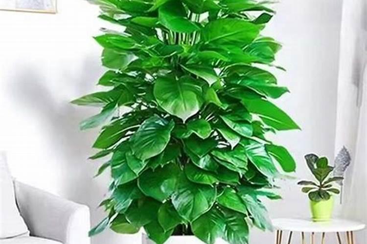 催花用什么肥料好,花卉开花应该用什么肥料