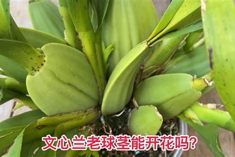 给花喝点洋葱水2天后蚊子全死了花也爆成一盆了!