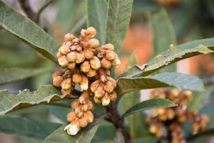 种植枇杷需要掌握的施肥技巧有哪些 枇杷怎么施肥