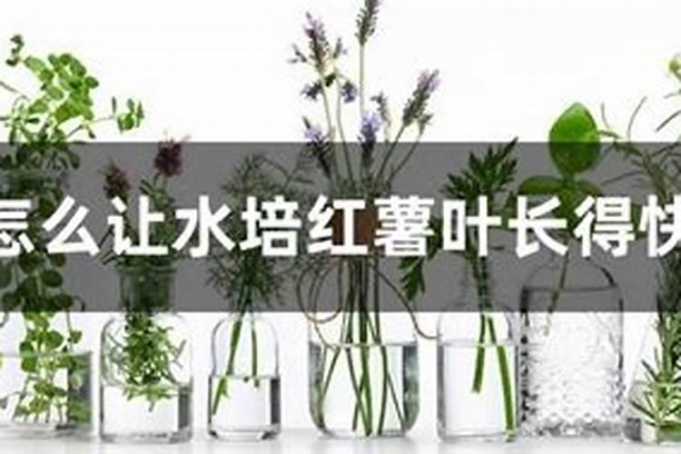 植物营养液怎么用