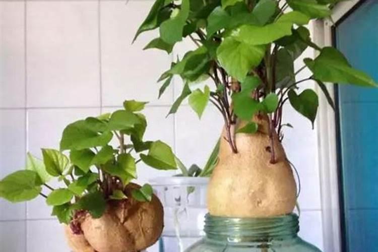 植物营养液的正确使用方法