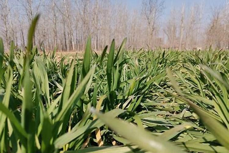 小麦喜欢什么肥料 附用量和用法