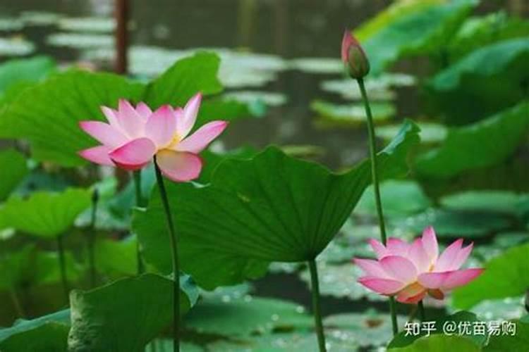 如何掌握盆栽荷花的施肥量？