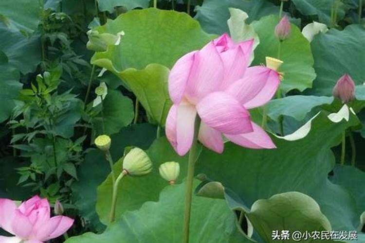 荷花施肥方法,用什么肥好