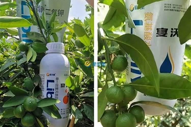 柑橘生理落果期能施肥吗？