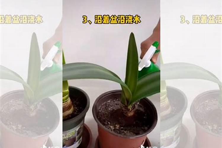 朱顶红夏季怎么养护和浇水？做到这3点,轻松长出更多小种球