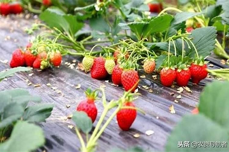 大棚草莓温度水肥管理 草莓病虫害防治