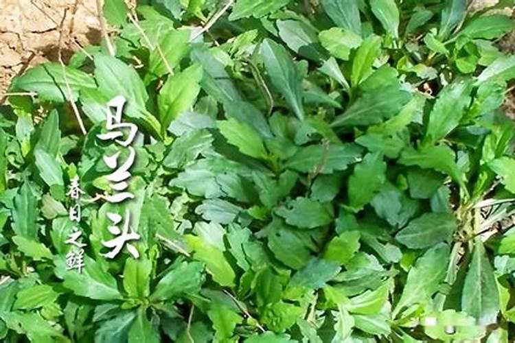 柑橘怎样能增甜 橘子的酸甜度有肥料的影响吗