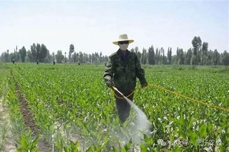 打完叶面肥多久可以打除草剂