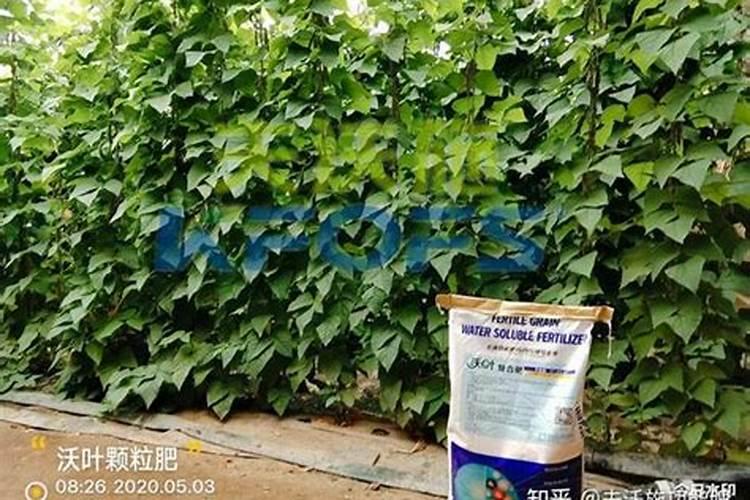 树苗施什么肥料什么时间施肥最好