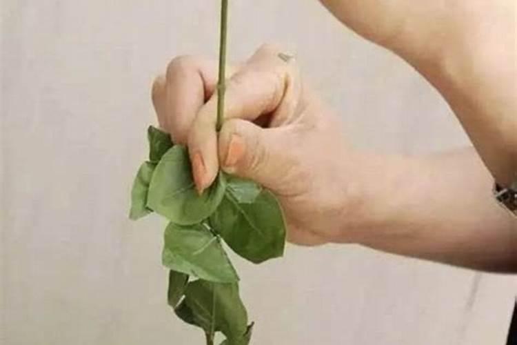 桔梗怎么种植？桔梗种植技术讲解