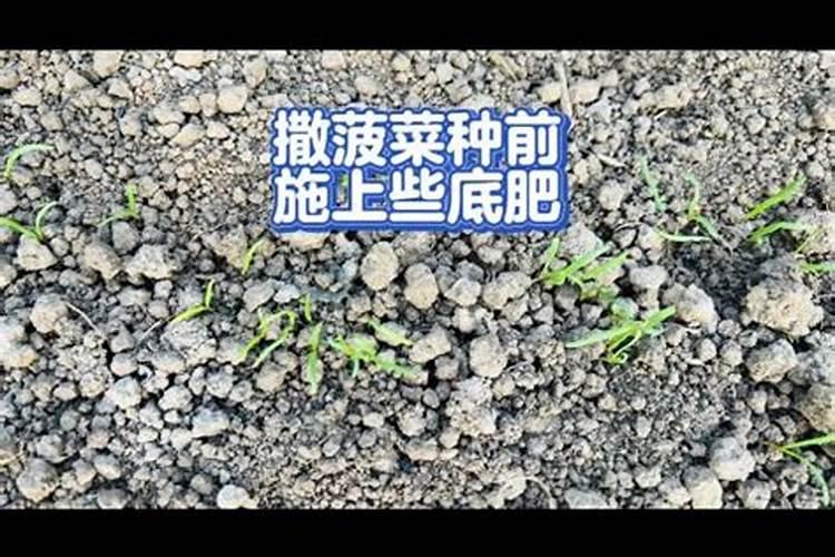 种植油菜为什么要施硼肥 油菜啥时候施硼肥好