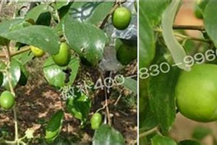 青枣是哪个季节的水果 青枣的养殖方法