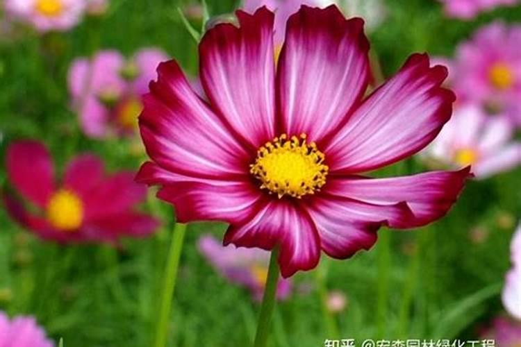 求解怎么矮化波斯菊？注意事项是什么？