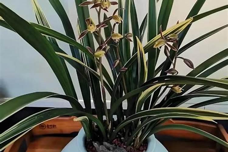 兰花要施什么肥料好才能开花 兰花花期用什么肥料最好