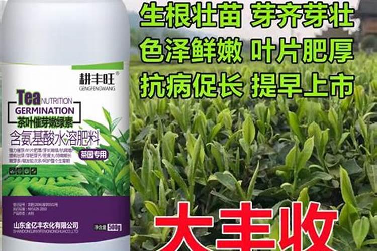 茶树催芽壮芽用什么药最快 茶树是乔木还是灌木