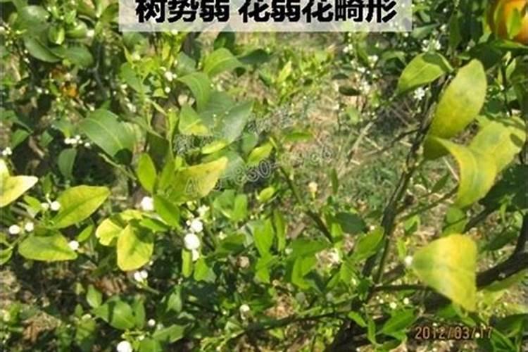 柑橘用什么水溶肥好