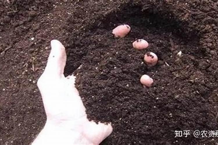 动植物遗体在土壤中腐烂什么后形成了腐殖质