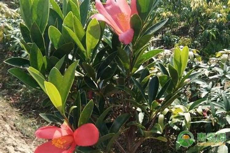 茶花浇水后多久施肥一次 茶花浇水后怎么施肥