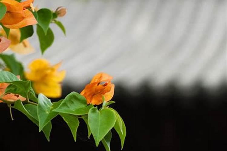 三角梅施肥施什么肥