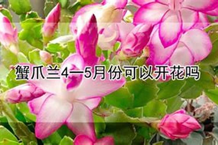 蟹爪兰5月份施什么肥好