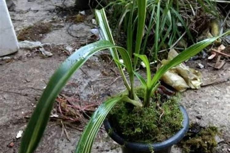 虎头兰花种植注意事项 虎头兰花的种植方法