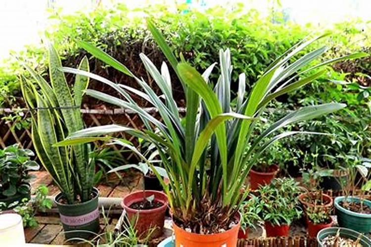 墨兰花期怎样施肥管理