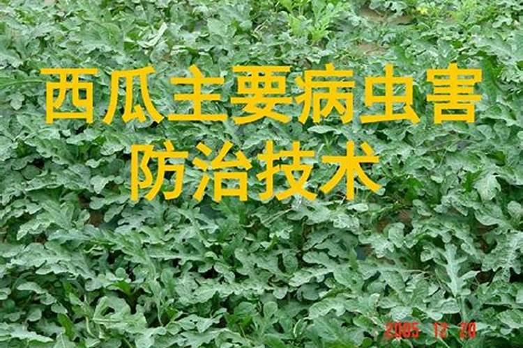 怎样种植大白菜