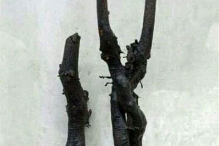 三角梅生桩怎么栽