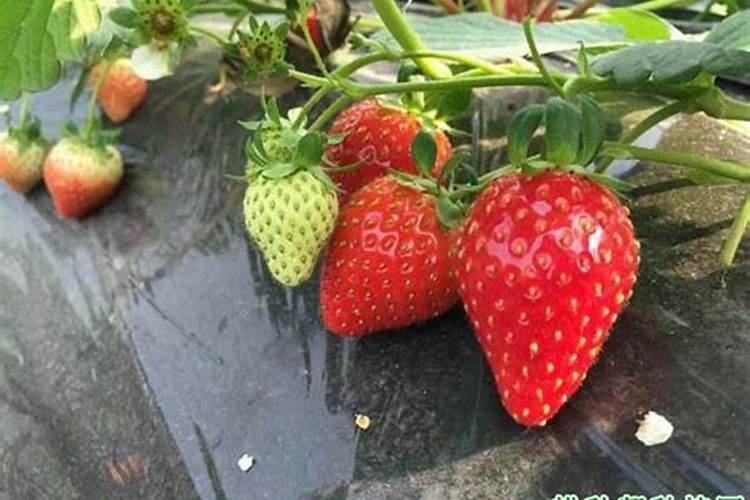 草莓施什么肥料最甜