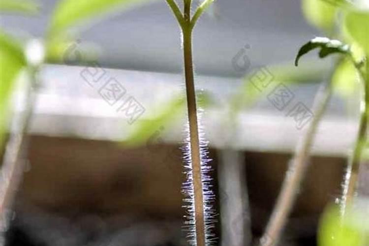 芸苔素内酯对番茄的作用 防除阔叶杂草常用甜菜安简单描述