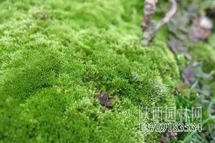 怎样去除水池里的绿苔