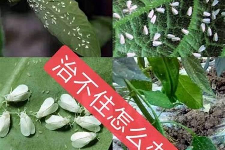 果树缺钾有哪些防治措施？