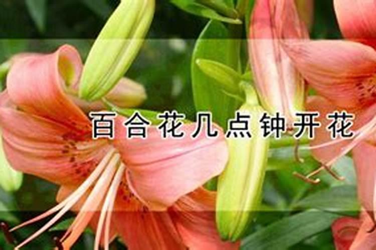 如何给百合花施肥