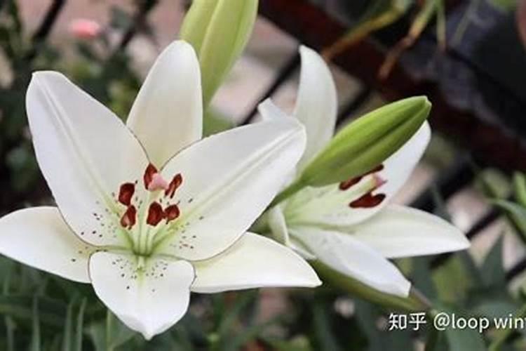 百合花可以用复合肥吗
