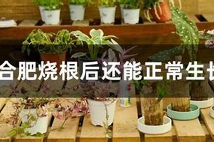 花椰菜栽培要点
