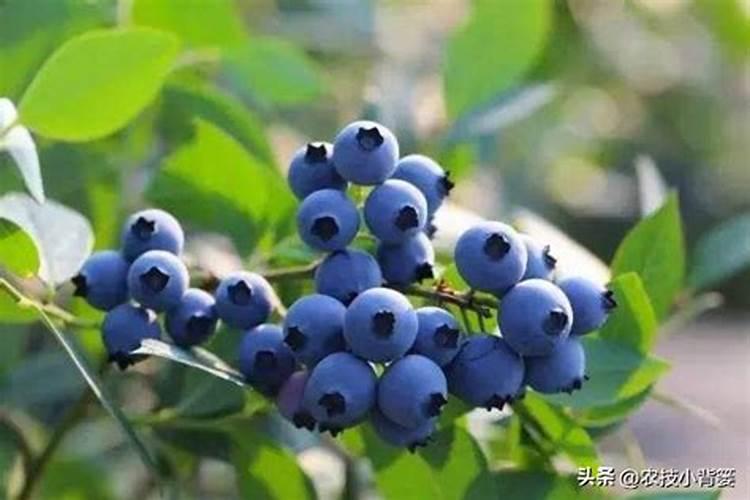 蓝莓需要什么肥料