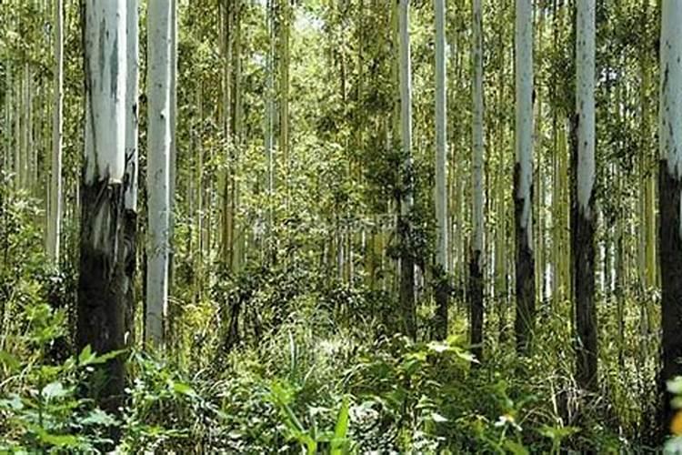 桉树追肥用什么肥料好