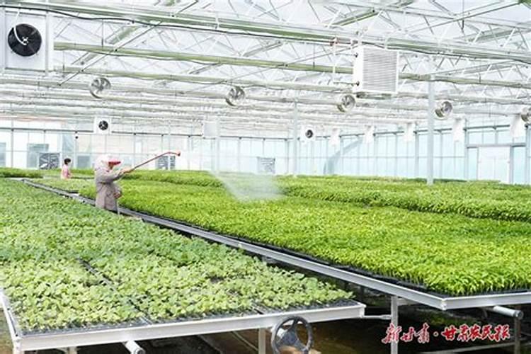 “绿兄弟”与“黄兄弟”的故事