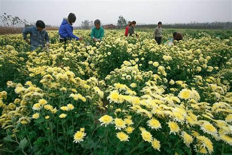 菊花怎么施肥 用什么肥料好