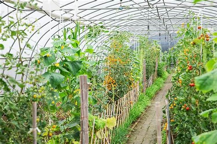 大棚油麦菜种植技术是什么