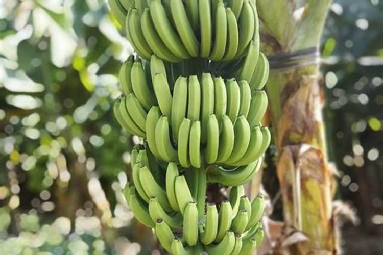 香蕉断蕾后施啥肥好？如何施？