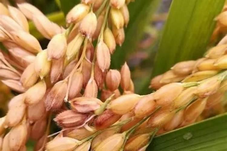什么肥料可以催芽苗