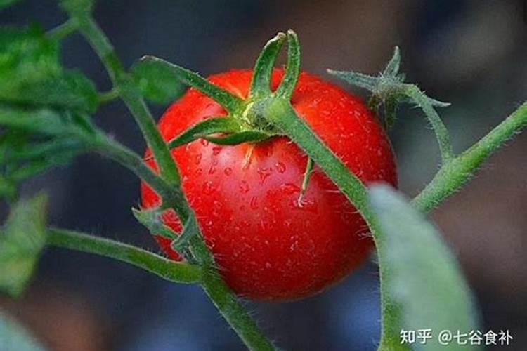 凭借两点就能一眼判断西红柿打没打激素,是哪两点？
