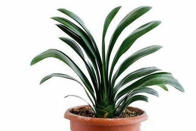 奥绿a2 适应什么植物 奥绿a2适应什么植物怎么使用